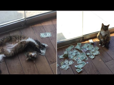 Cash Kitty Reviews