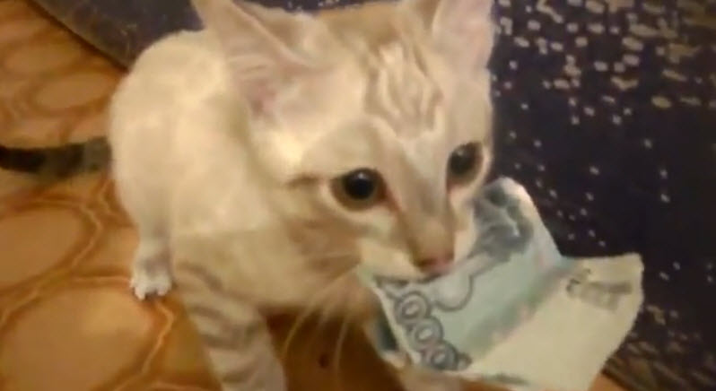 Cash Kitty Reviews